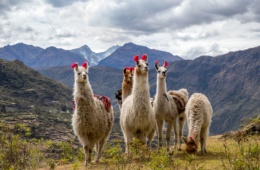 Mehrere Lamas auf dem Lares Trek in Peru