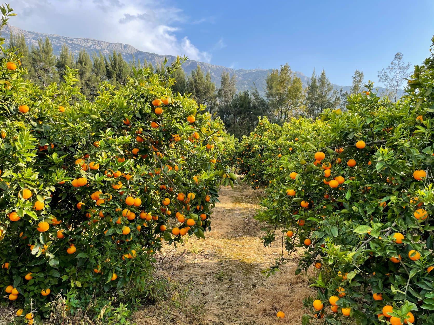 Orangenbäume auf Mallorca 