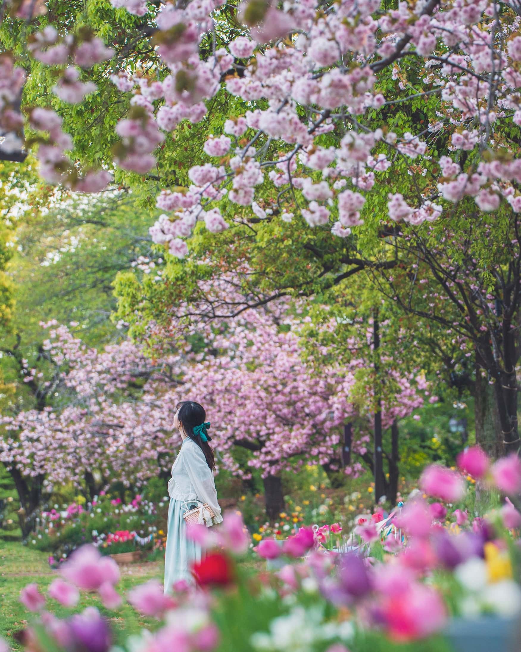 warme Reiseziele im April: Kirschblüten in Japan