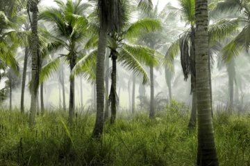 Palmen im Dschungel