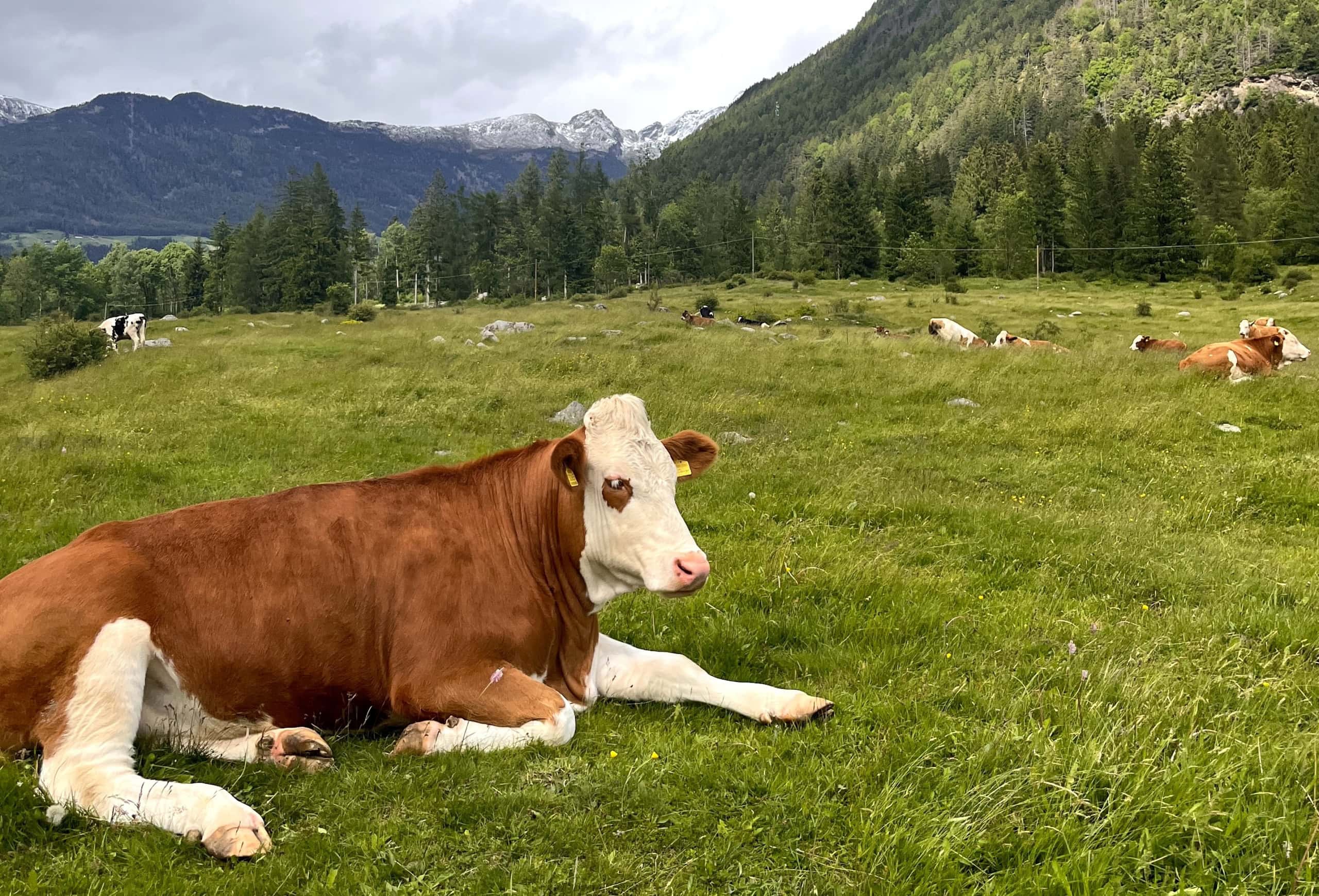 Almkühe auf einer Wiese