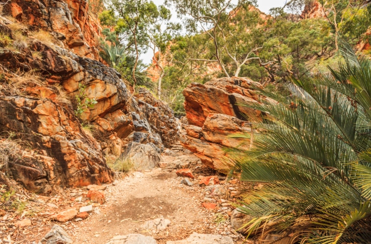 Outback von Australien mit roten Felsen und Palmen
