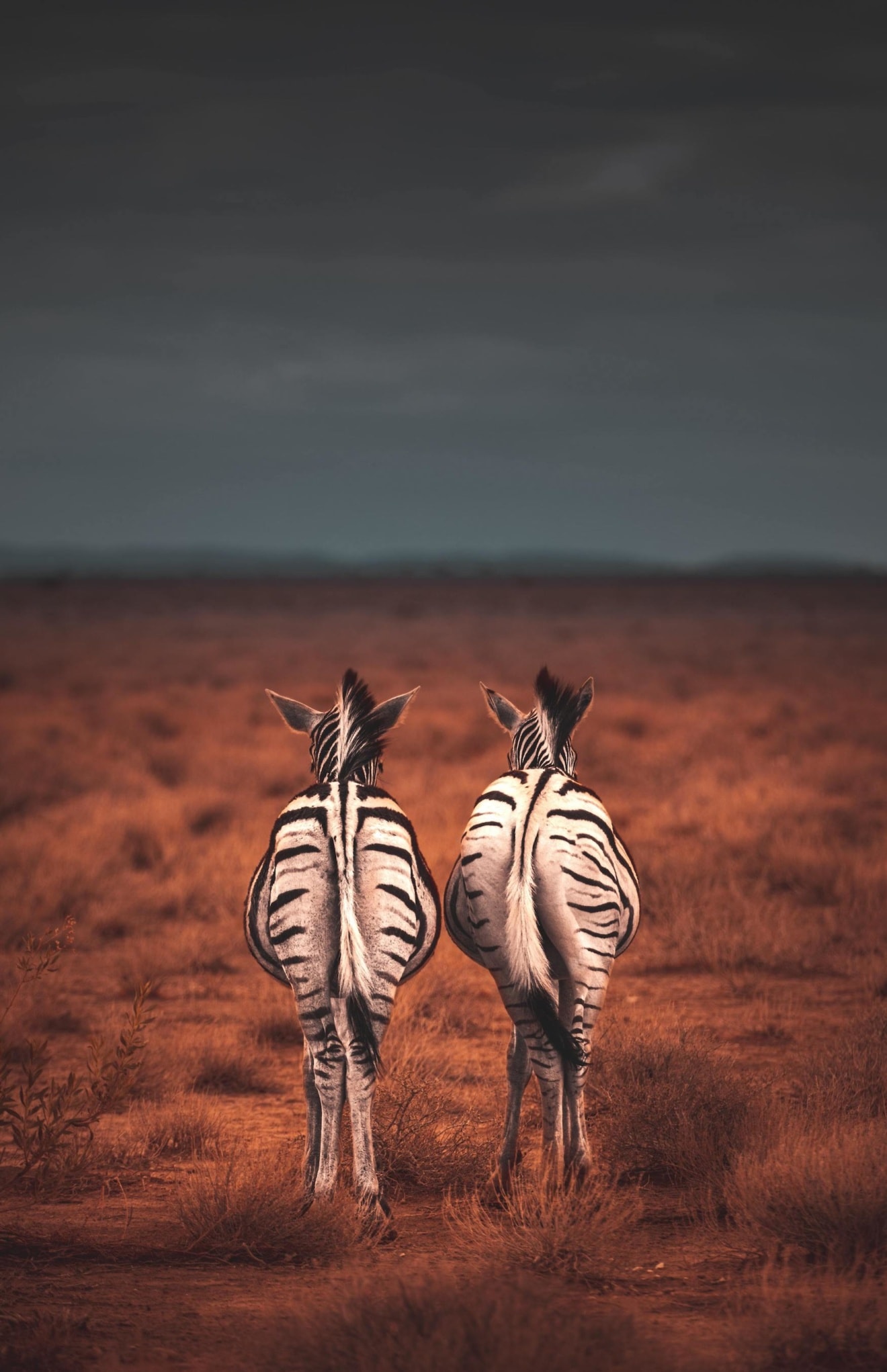 zebras-afrika_geran-de-klerk