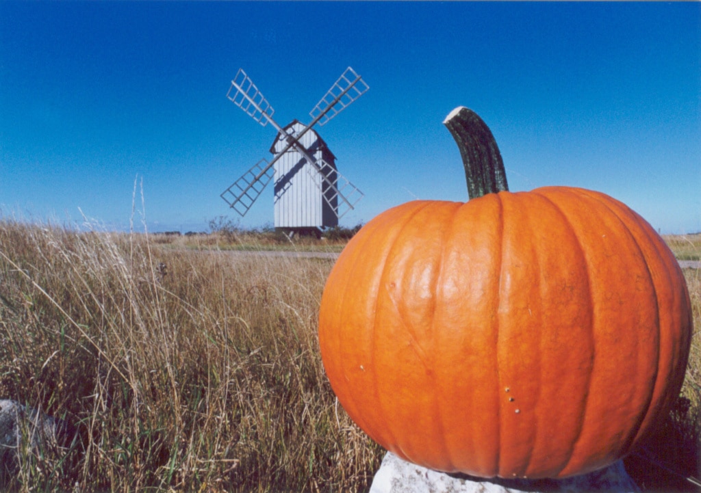 Kürbis in der Landschaft, im Hintergrund eine Windmühle