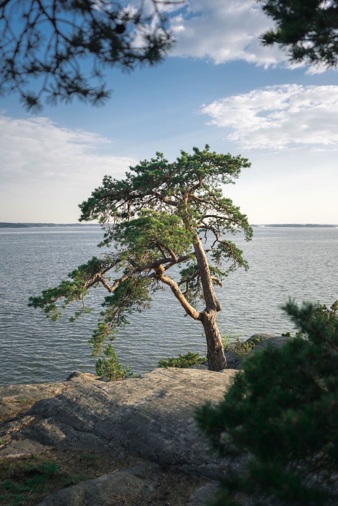 Baum an Küste in Schären in Finnland