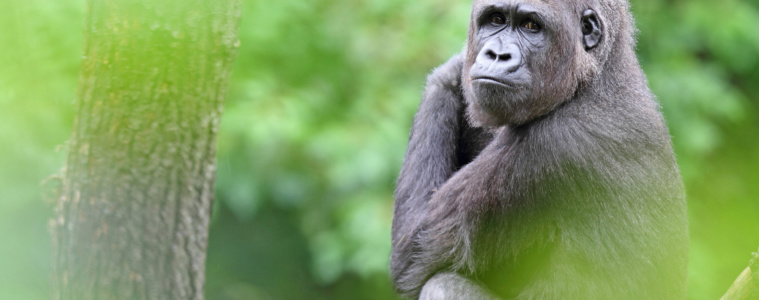 Berggorilla in Ruanda