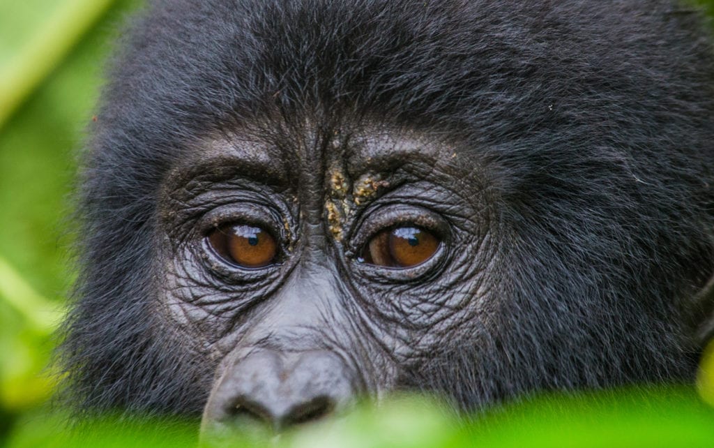 Gorilla in Ruanda