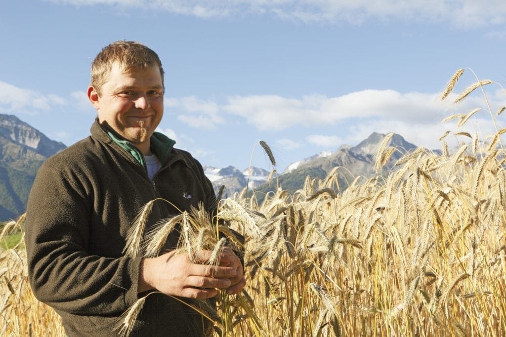 Südtiroler Brot: Landwirt Christian Telser kurz vor dem Mähen des Kornfeldes