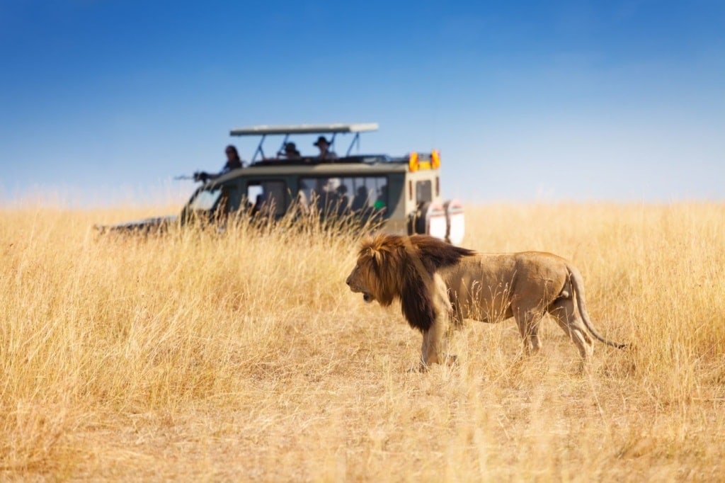 Löwe in Kenia, im Hintergrund Safari-Teilnehmer im Auto