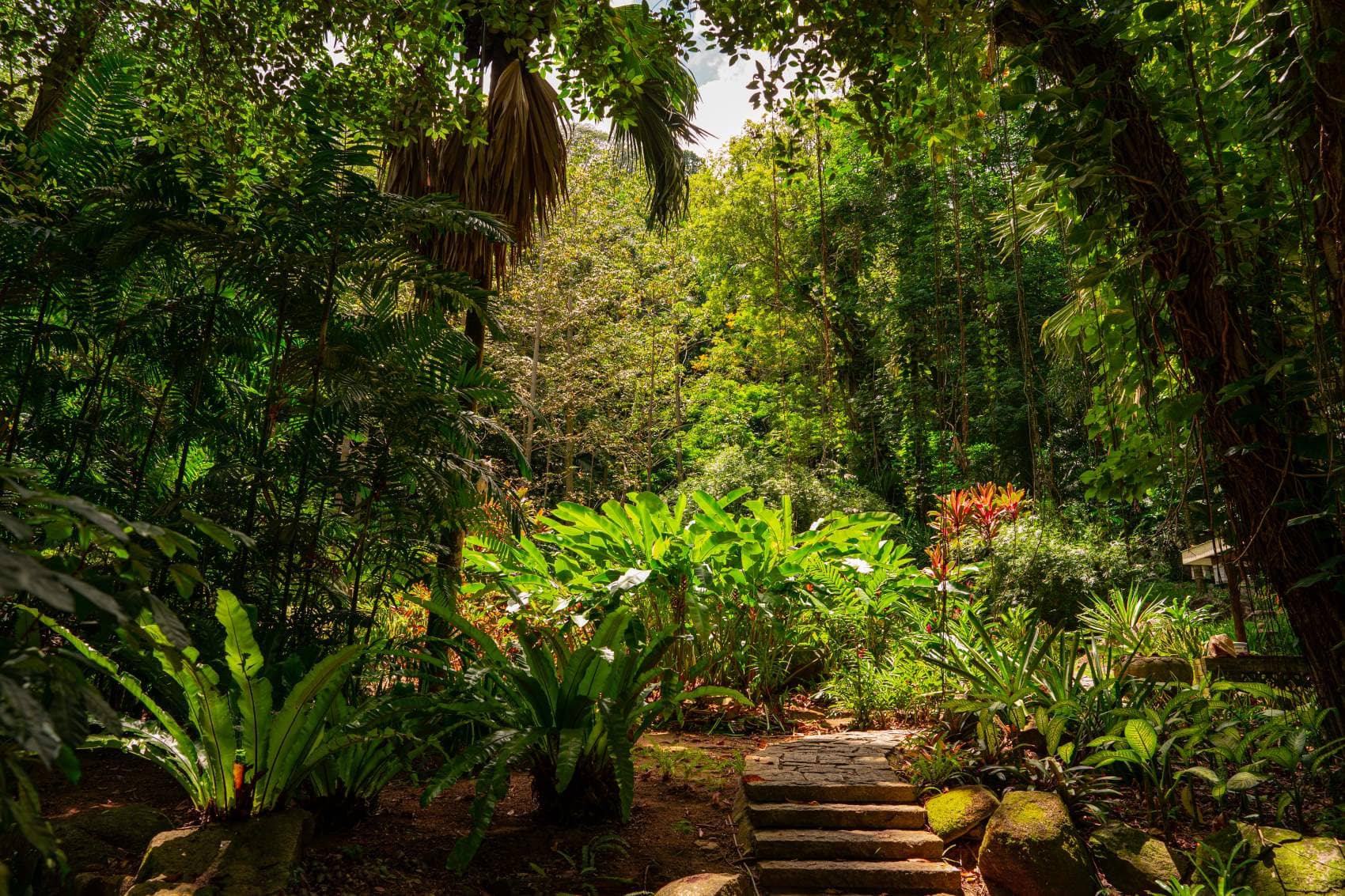 Botanischer Garten auf Mahe, Seychellen 