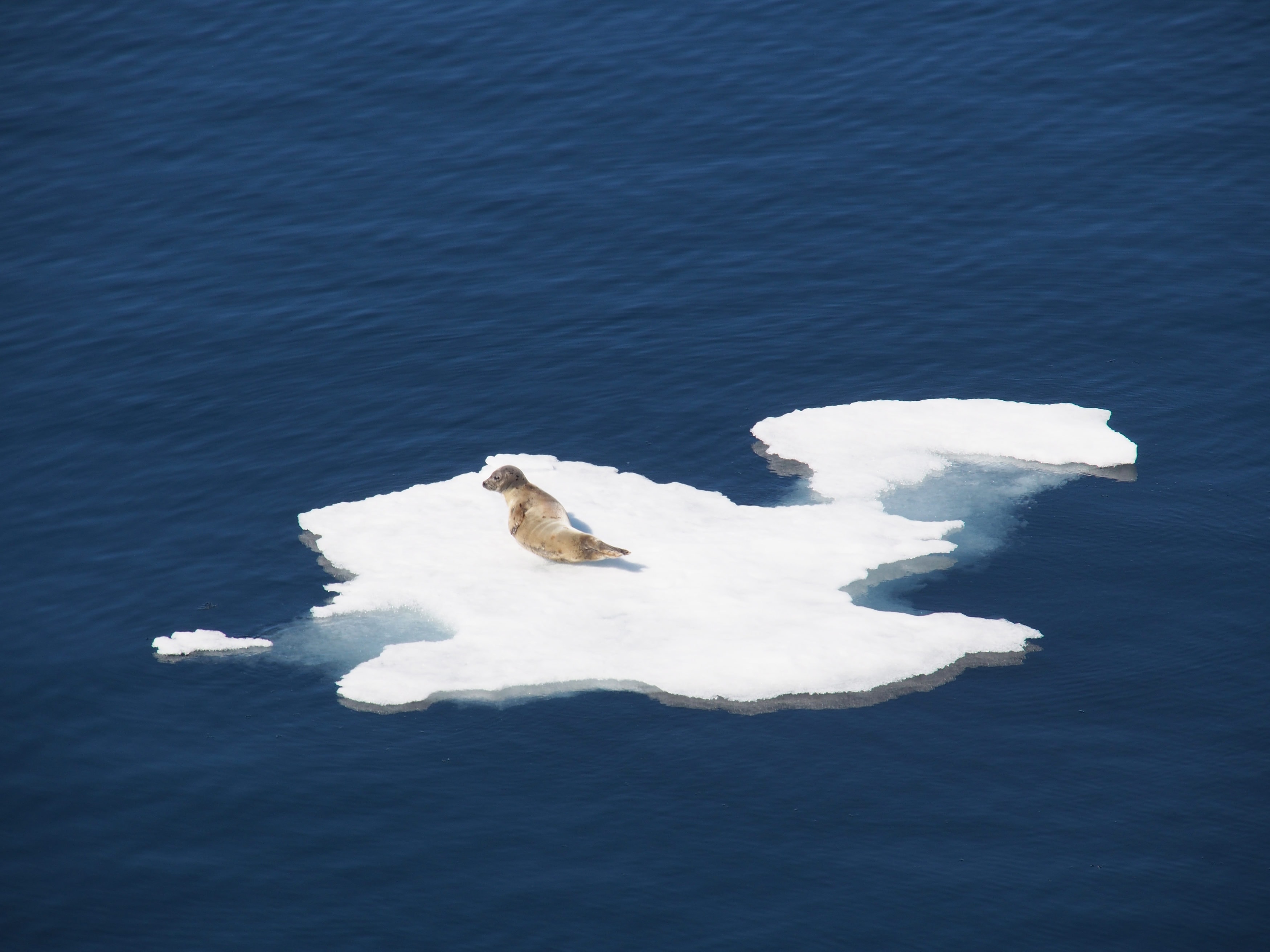 Ein häufiger Anblick in der kanadischen Arktis: eine Robbe die sich von den Strapazen auf einer Eisscholle ausruht.