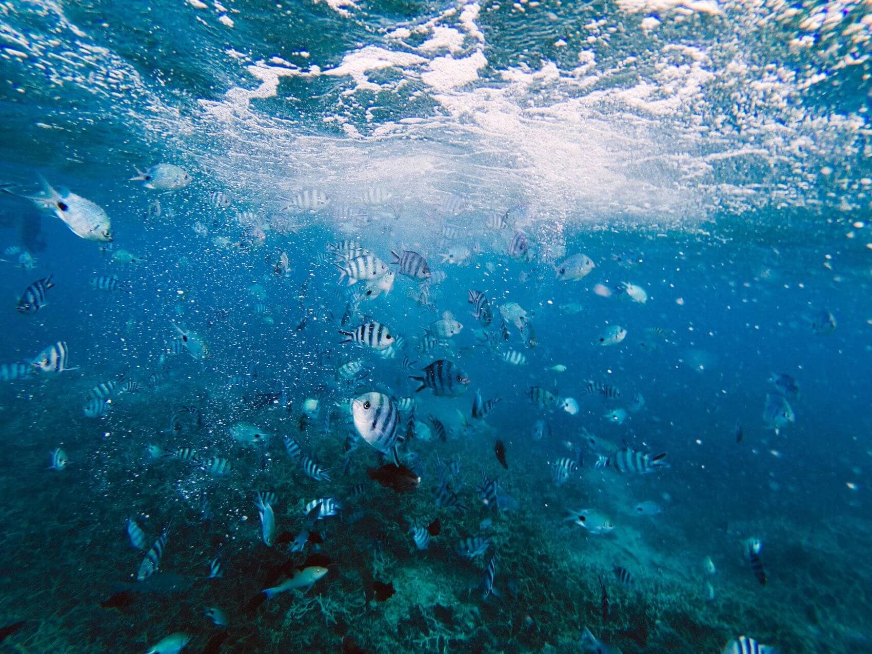 Fische im Meer vor Mauritius 