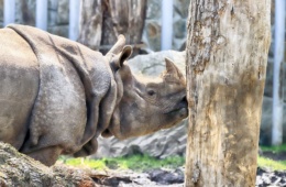 Rhinozeros im Breslauer Zoo
