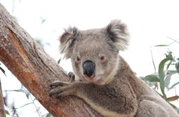 Wild Koala Day: Koala Clancy im You Yang Regionalpark