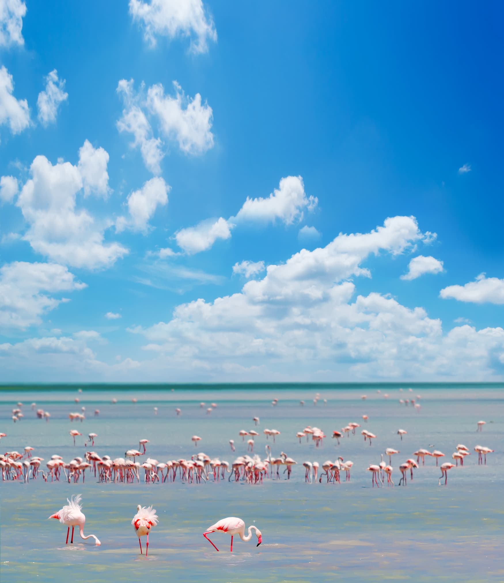 Pinke Flamingos auf Sardinien