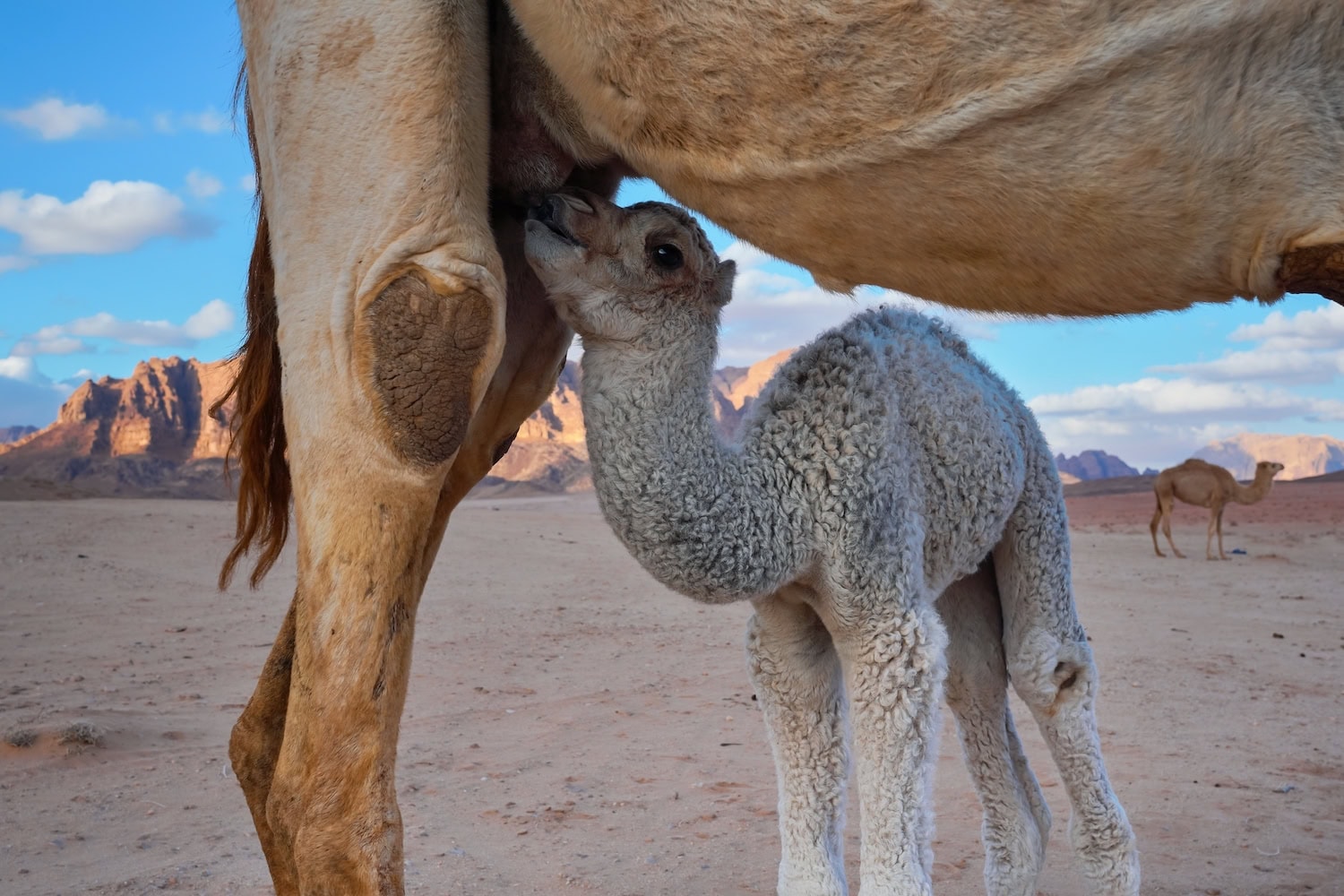 Baby-Kamel trinkt Milch