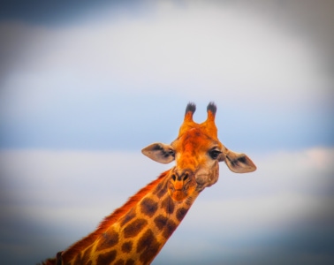 Portrait einer Giraffe in Südafrika