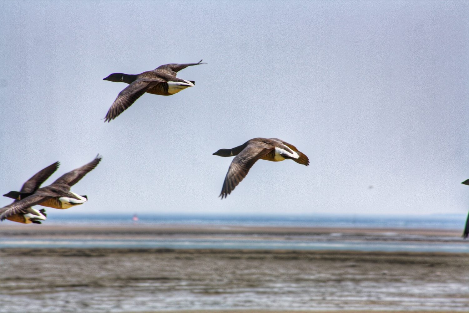 Vögel fliegen über die Nordsee