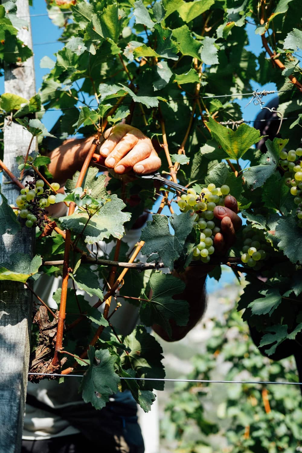 Weinlese von Hand: Ein Erntehelfer schneidet weiße Trauben am Rebstock beim Weingut Alois Lageder in Südtirol