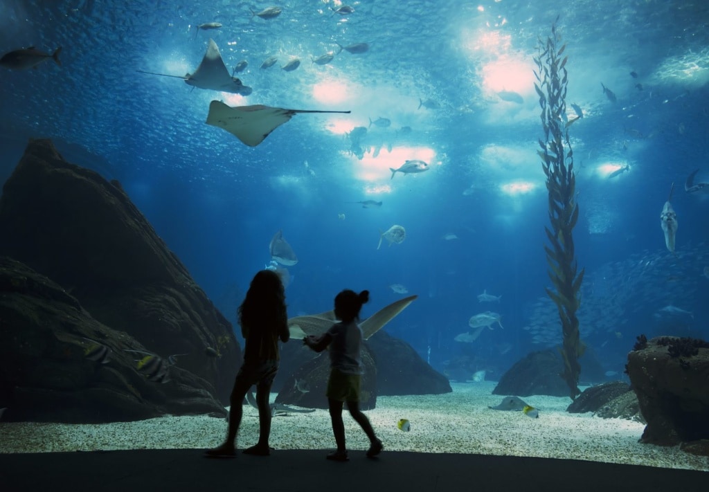 Kinder vor einem großen Aquarium 