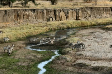 Zebras an einer Wasserstelle in Tansania