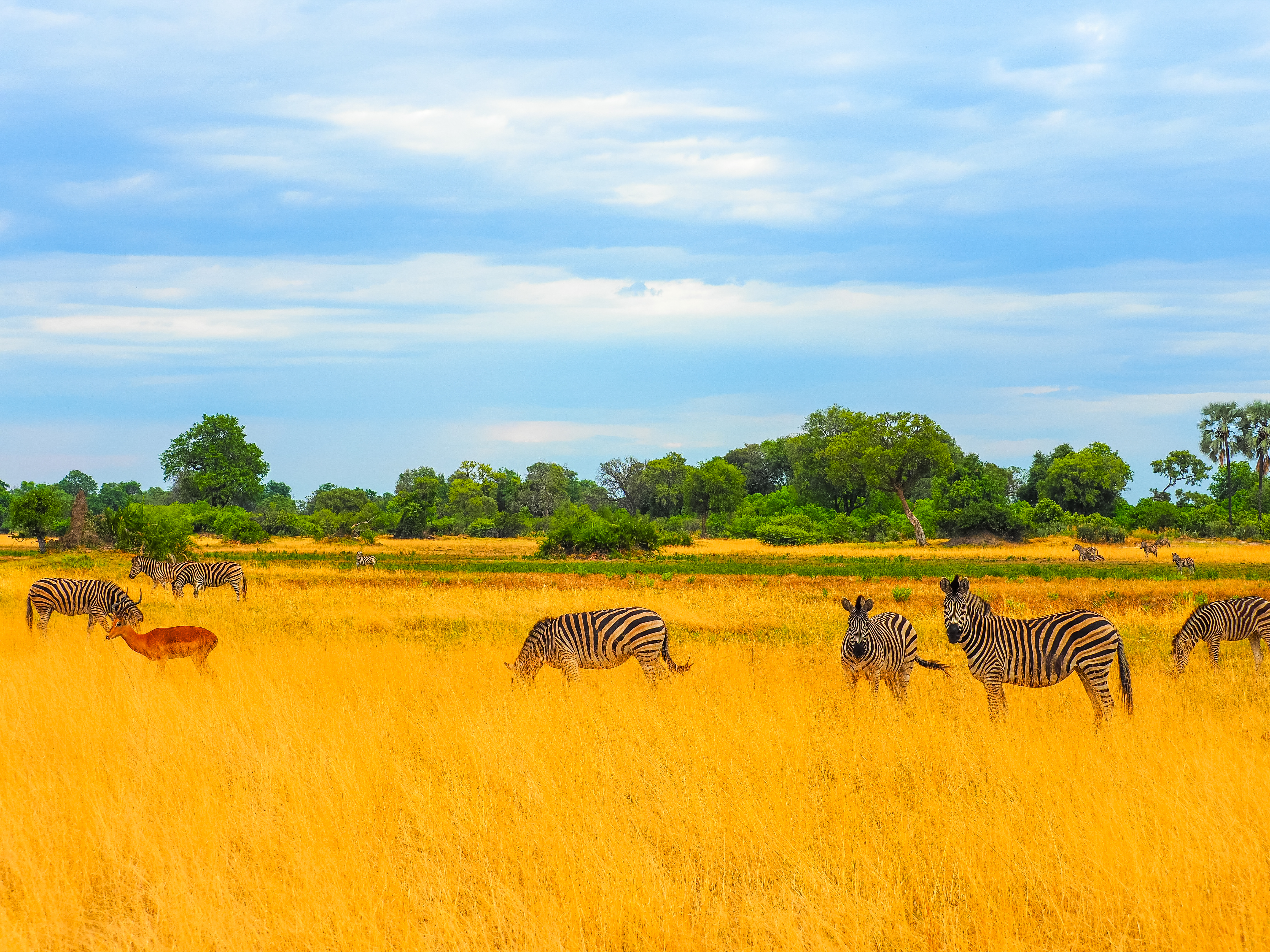 Zebras im Busch von Botswana