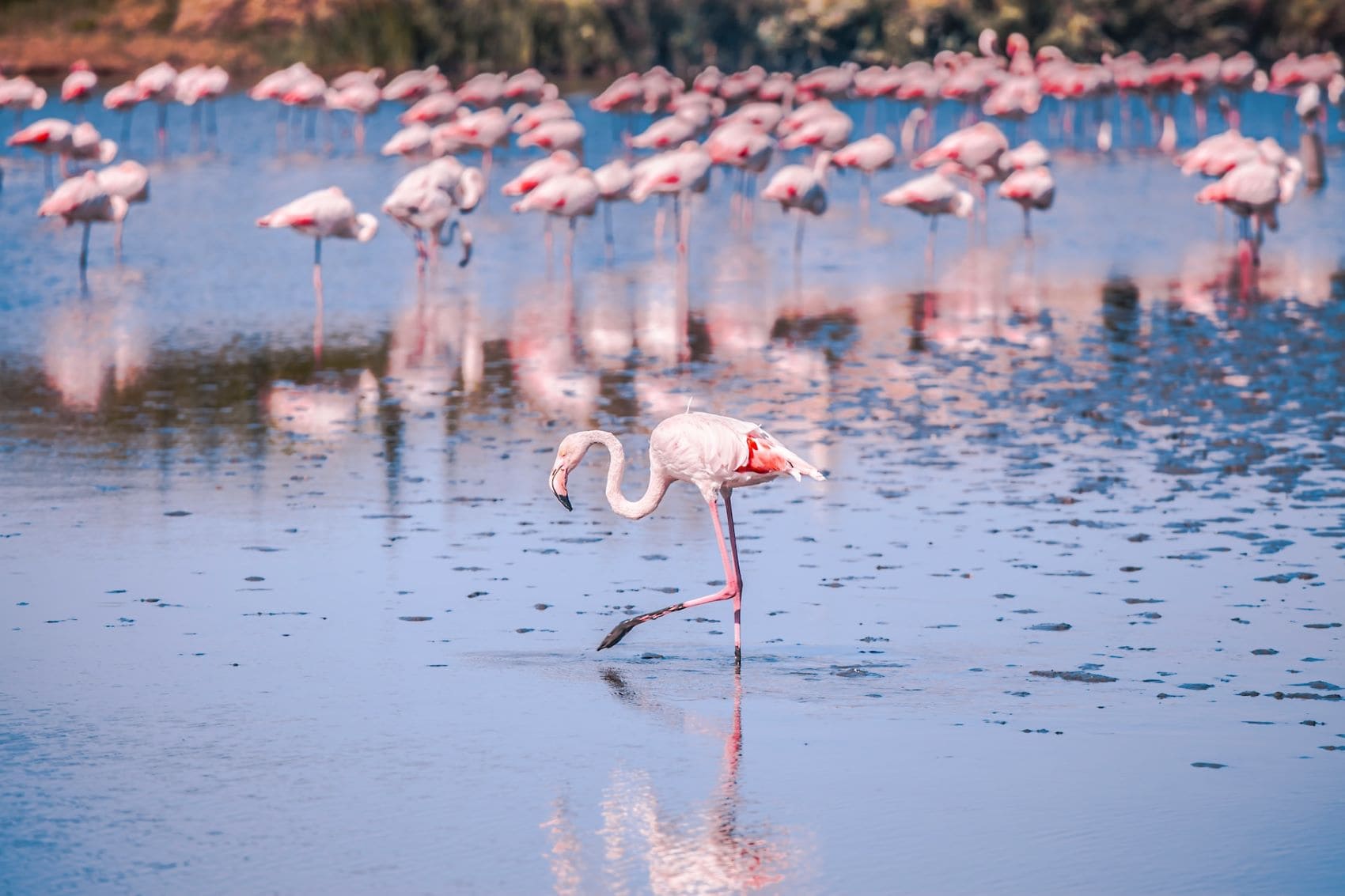 Flamingos in der Camargue, Frankreich