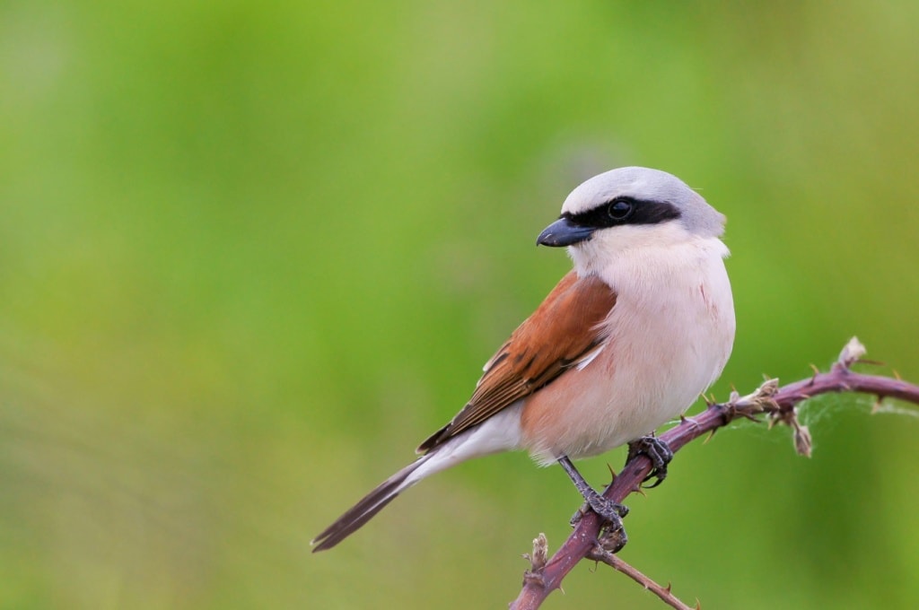 Red-backed shrike