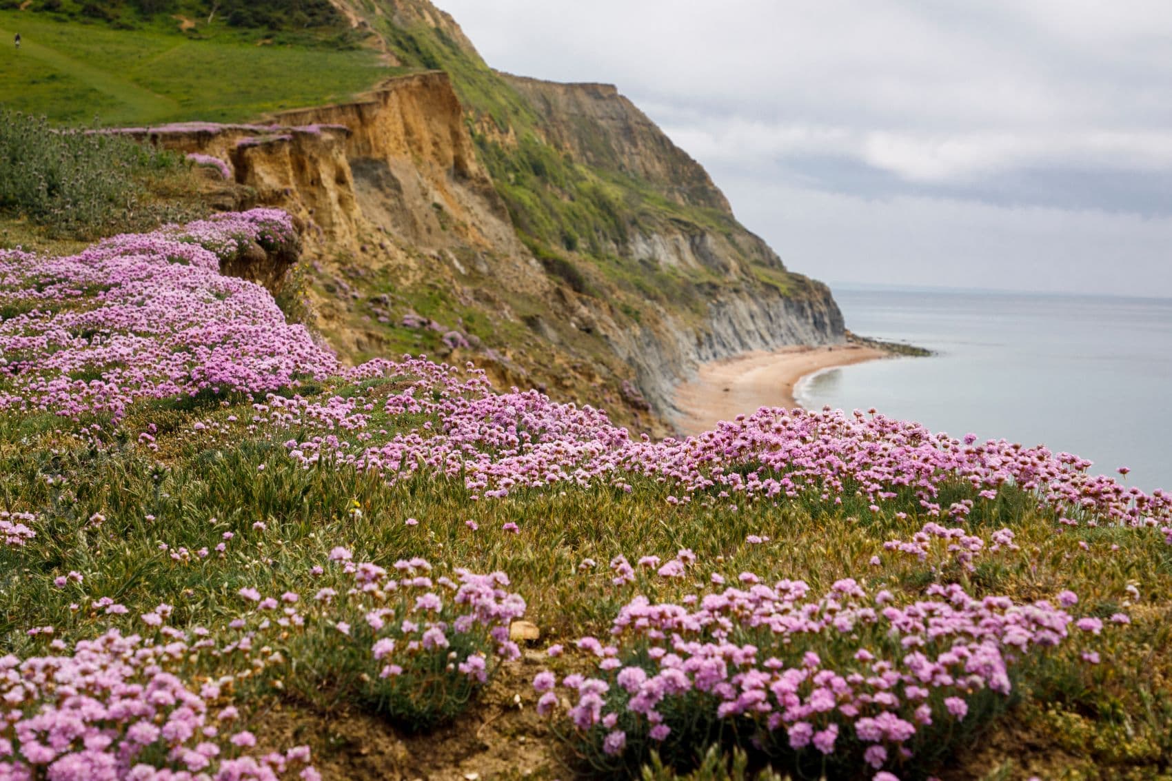 Klippen in West Dorset, England, im Vordergrund Strandnelken 