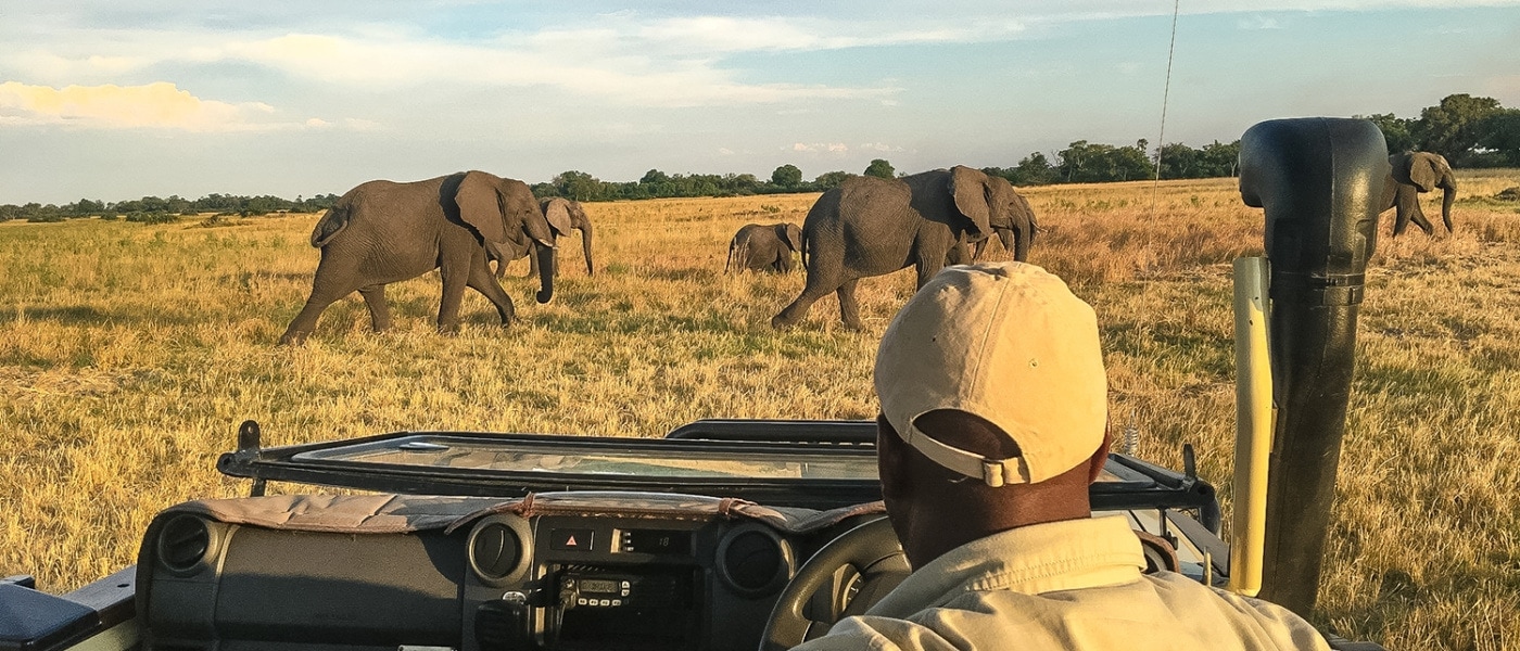 Elefanten während einer Jeep-Safari im Zebras im Okavangodelta in Botswana