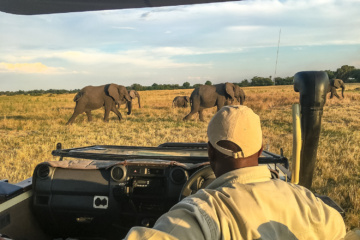 Elefanten während einer Jeep-Safari im Zebras im Okavangodelta in Botswana