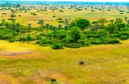 Botswana, Landschaftsaufnahme mit Elefant