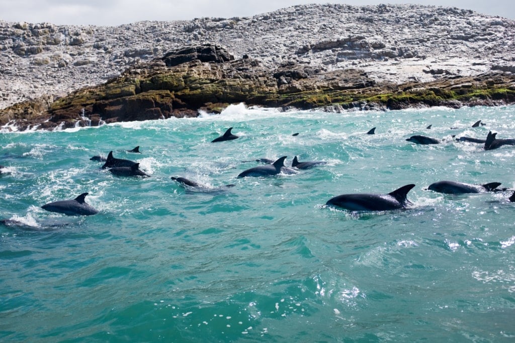 Delfine im Meer am Eastern Cape in Südafrika