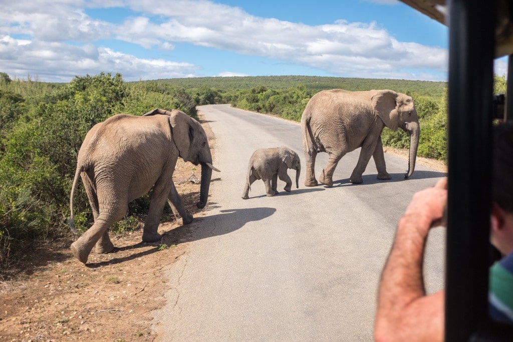 Elefantenfamilie auf der Straße im Addo Elephant National Park