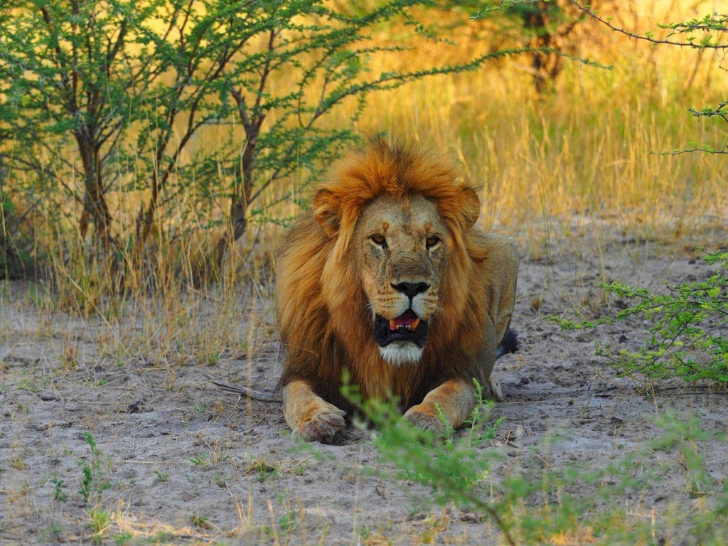 Löwe im Okavangodelta in Botswana