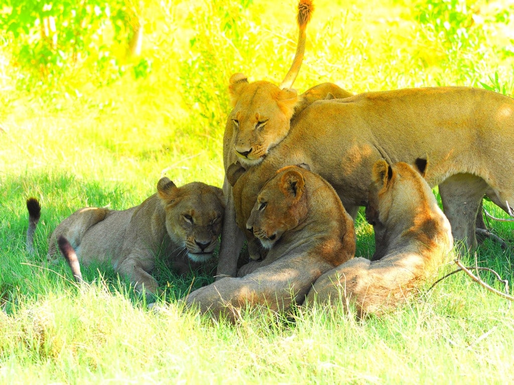 Spielende Löwen im Okavangodelta in Botswana