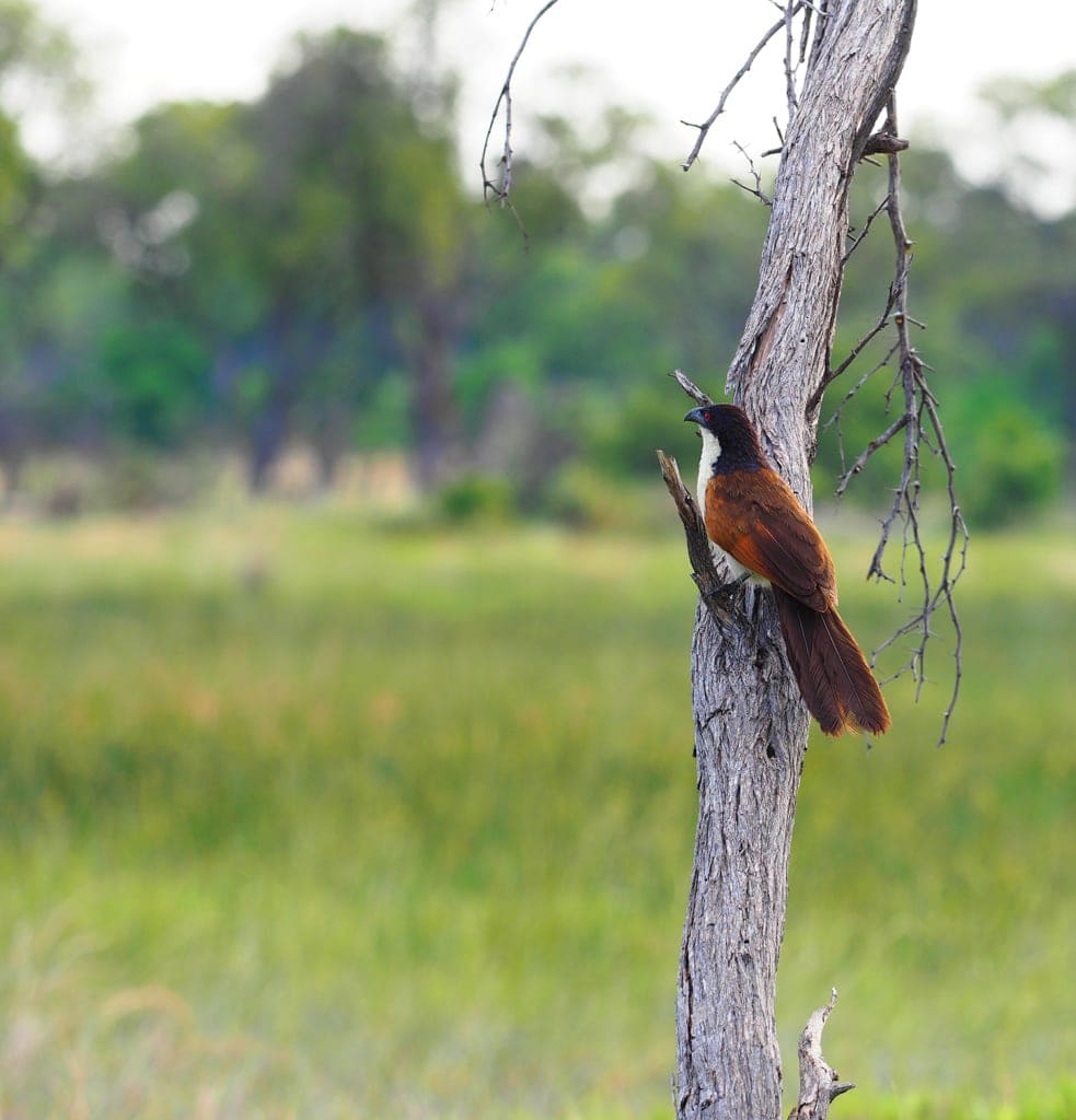 Vogel im Okavangodelta in Botswana