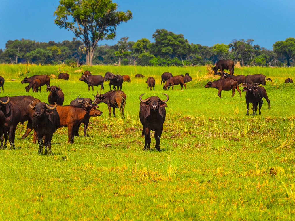 Büffel in Botswana wittern die Fährte des Menschen