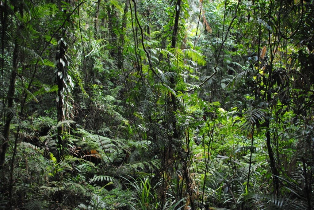 Regenwald in Queensland
