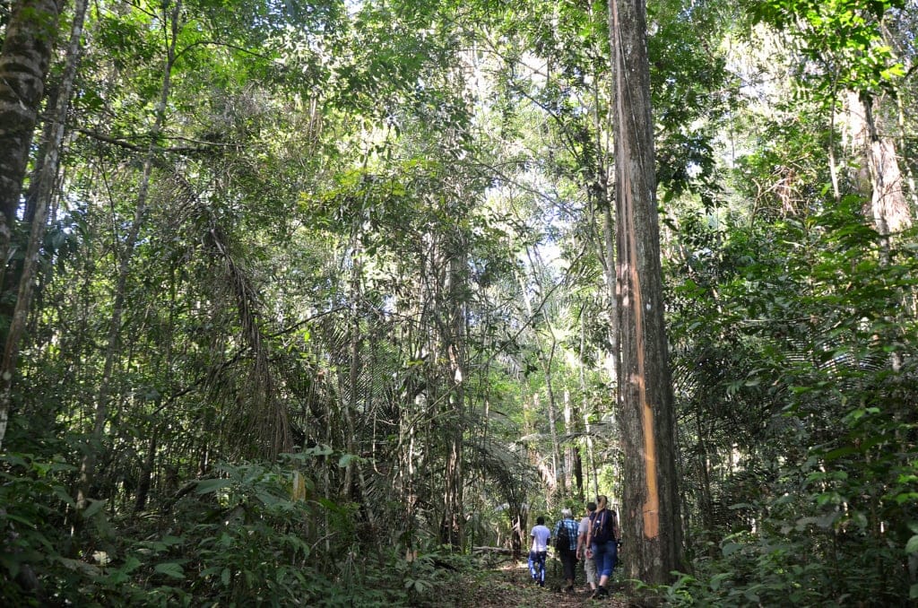 Dschungel in Surinam