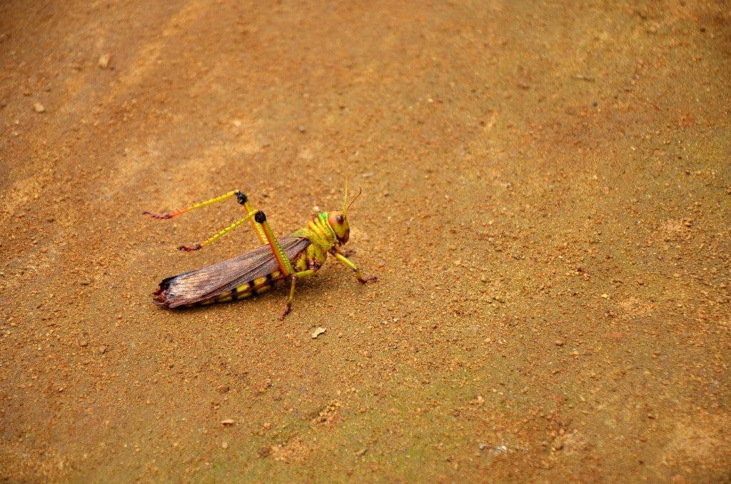 Grashüpfer in Surinam