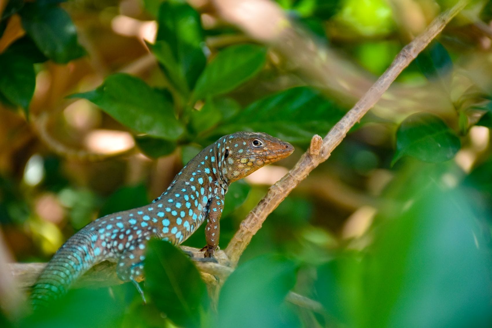 Echse auf Insel Aruba auf einem Baum (Cnemidophorus arubensis)