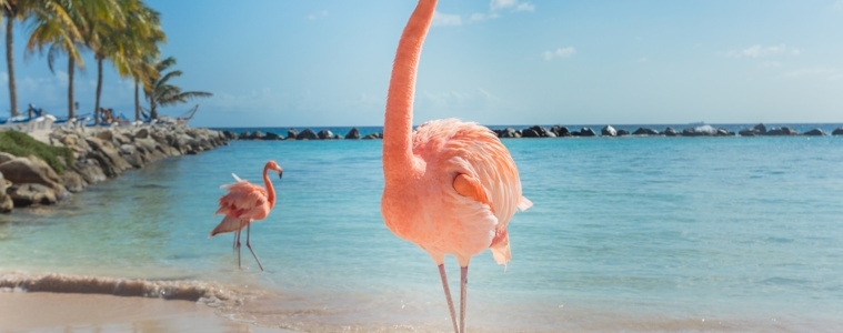 Flamingo am Flamingo Beach auf Aruba