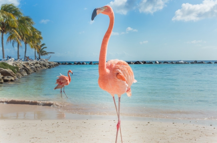 Flamingo am Flamingo Beach auf Aruba