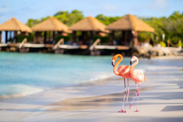 Rosa Flamingos am Strand auf Aruba