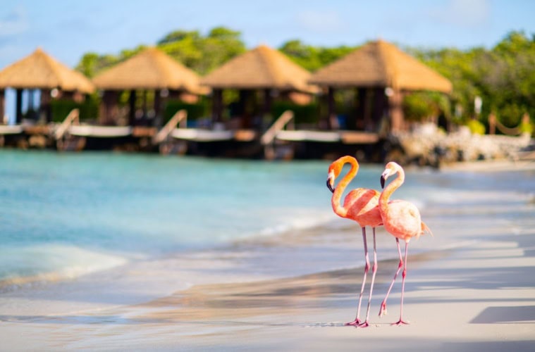 Rosa Flamingos am Strand auf Aruba
