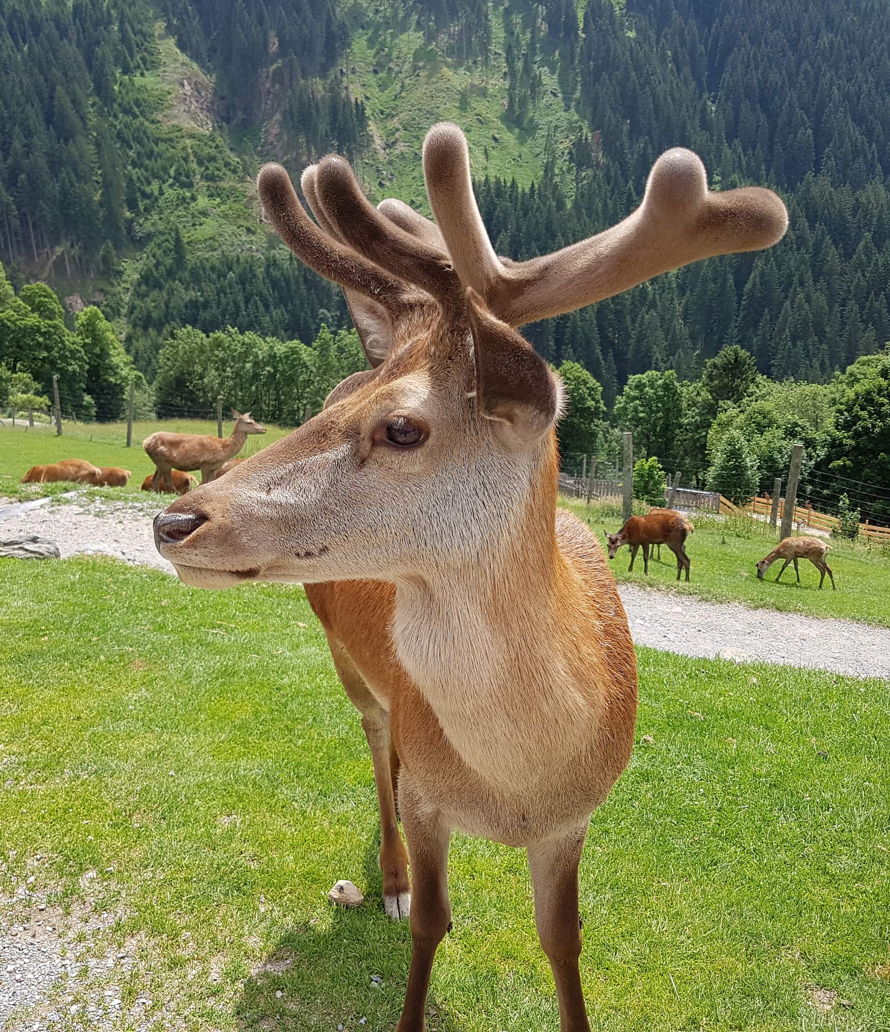 Wildtierfütterung und den Tieren nahe kommen im Wildpark Aurach in Österreich