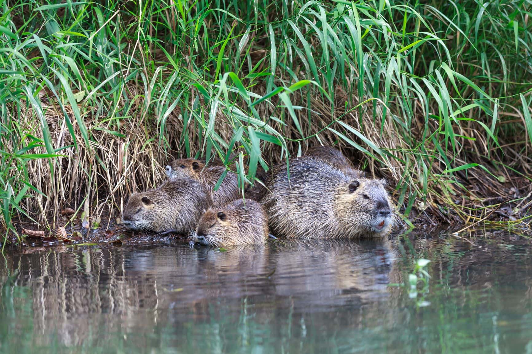 Biber-Familie im Wasser 