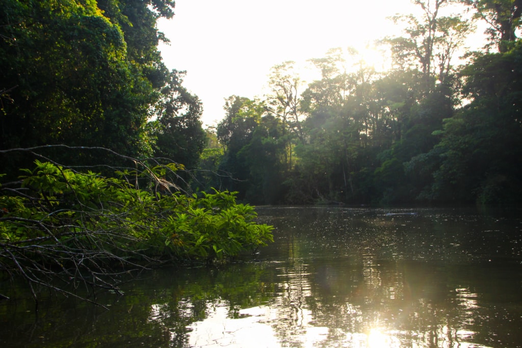 Natur pur in den Mangrovenwäldern von Tortuguero