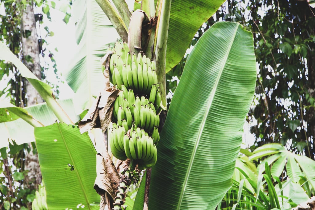 Costa-Rica-Tipps: Bananenstaude